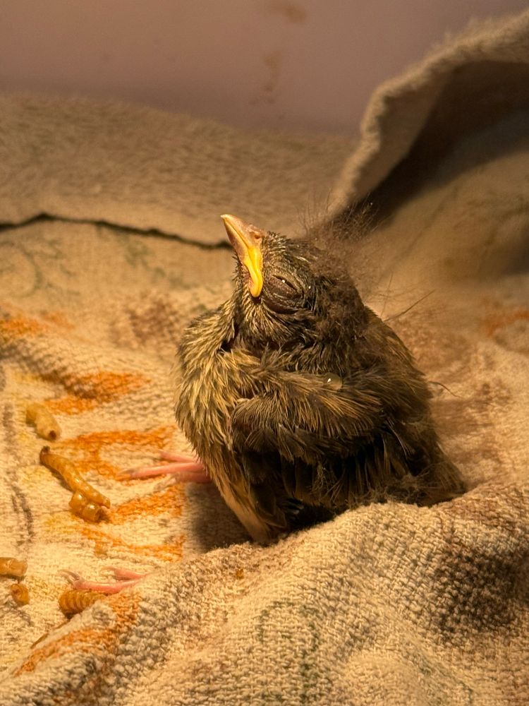 Dark-eyed junco baby looking up with its eyes closed. It’s sitting on a tattered dish cloth. Its color is dark with brown and has pink legs. It has a yellow beak. It sits next to dried mealworms.