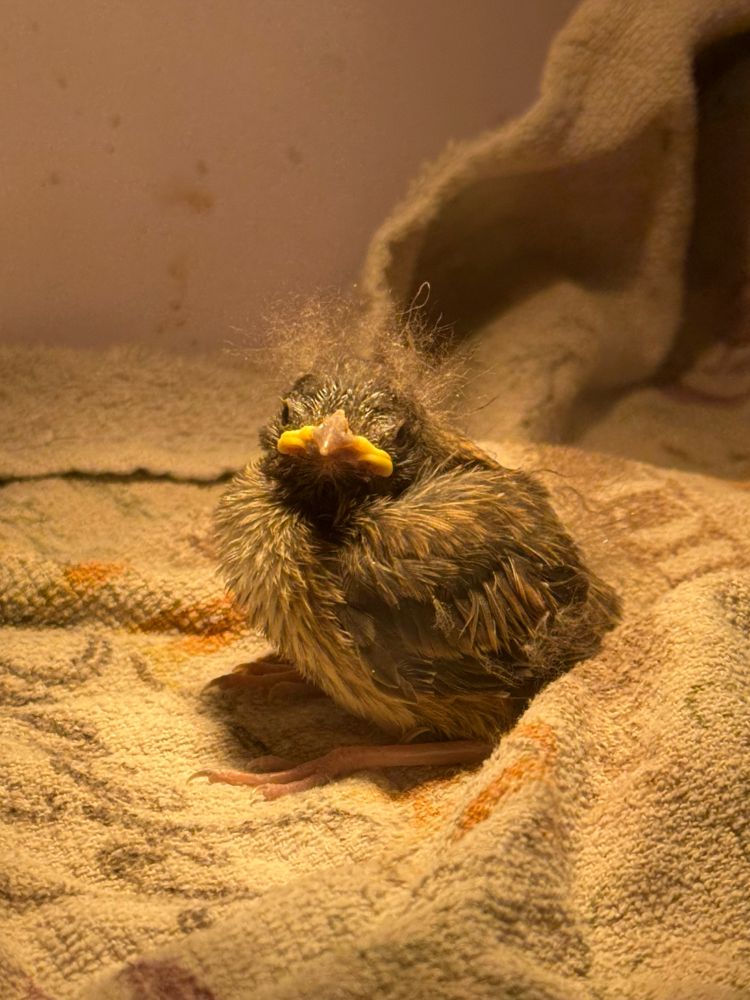 Dark-eyed junco baby looking at the camera with a “I’m sick of your shit” expression. It’s sitting on a tattered dish cloth. Its color is dark with brown and has pink legs. It has a yellow beak.