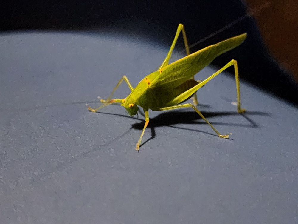 A close-up shot of female green grasshopper which stands on a blue bucket under a yellow light at night. There are heavy shadows directly under the grasshopper and under the rim of the bucket behind her.
