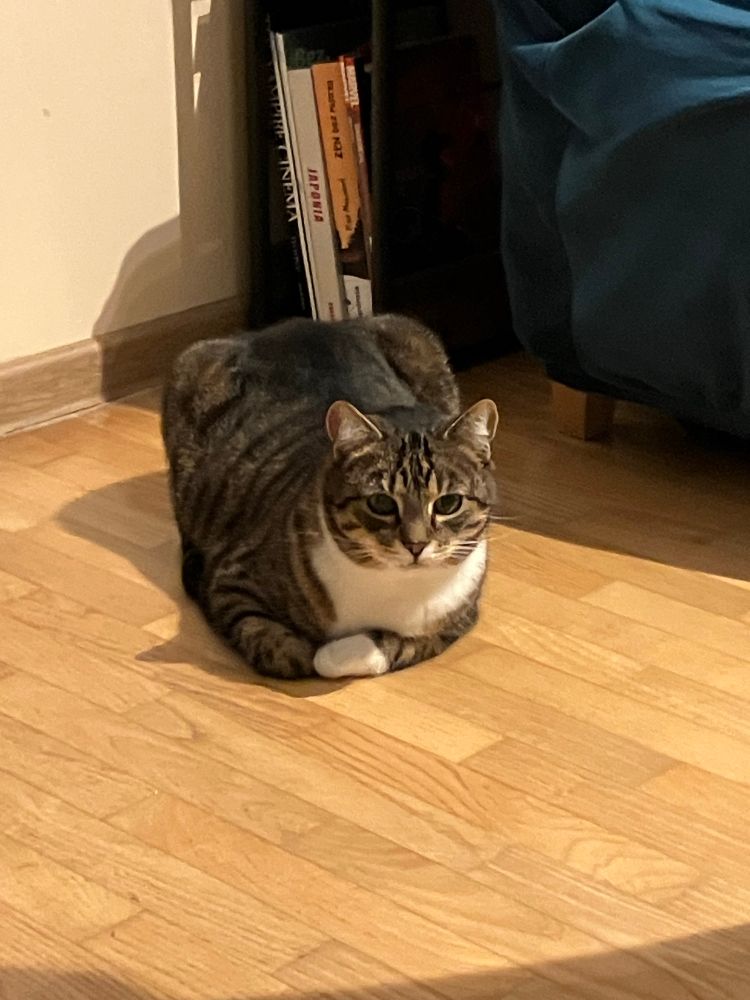Tabby cat with white chest and paws lying on a wooden floor in loaf mode