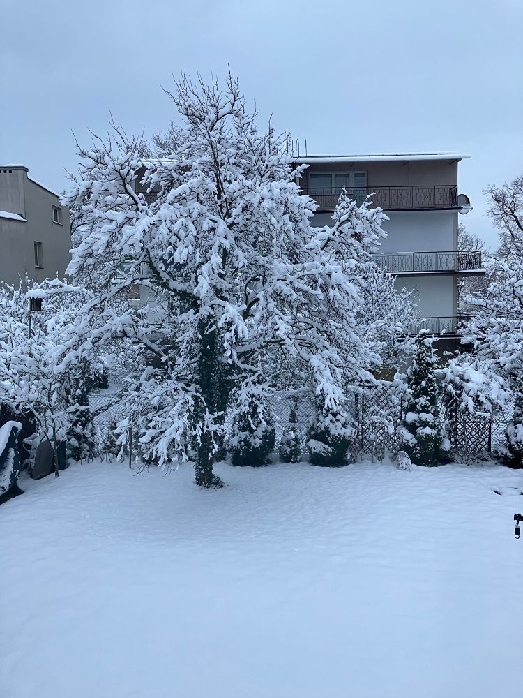 Garden with a tree all covered with snow, which creates a very flat white "floor"