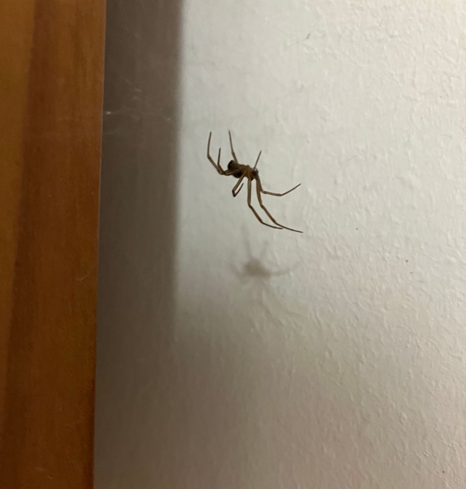 Close up of a spider on its (invisible) web next to a cupboard and a wall, something like 1.5-2 cm in size (with legs)