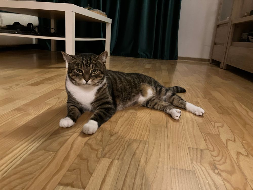 Tabby cat with white chest and paws lying on a wooden floor, looking at me with an annoyed face