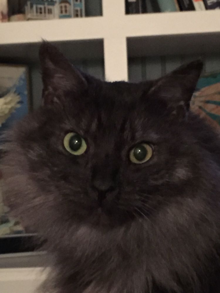 A fluffy smoky-black cat with green eyes gazes dreamily into the distance