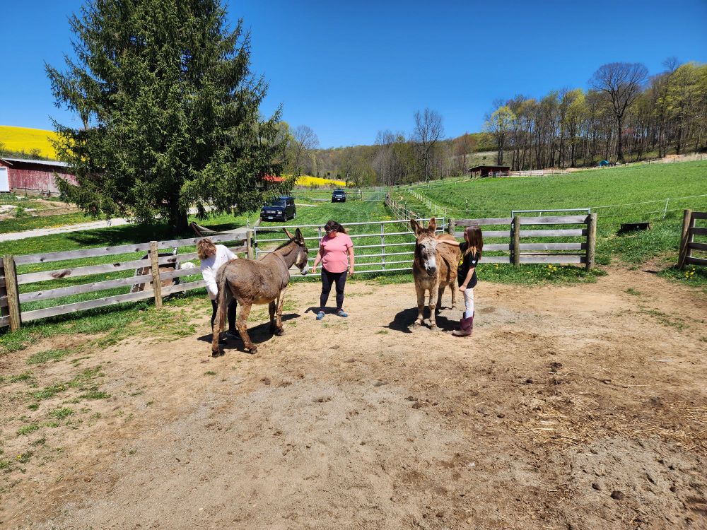 A girl and her mother brushing brown donkeys in a paddock while the donkeys owner looks on