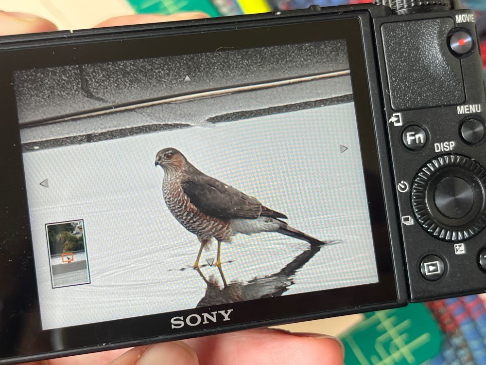 Little hawk on the roof