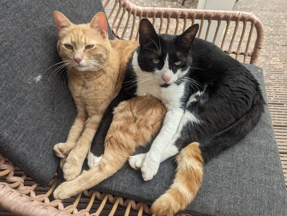 Cat siblings curled up in a chair 