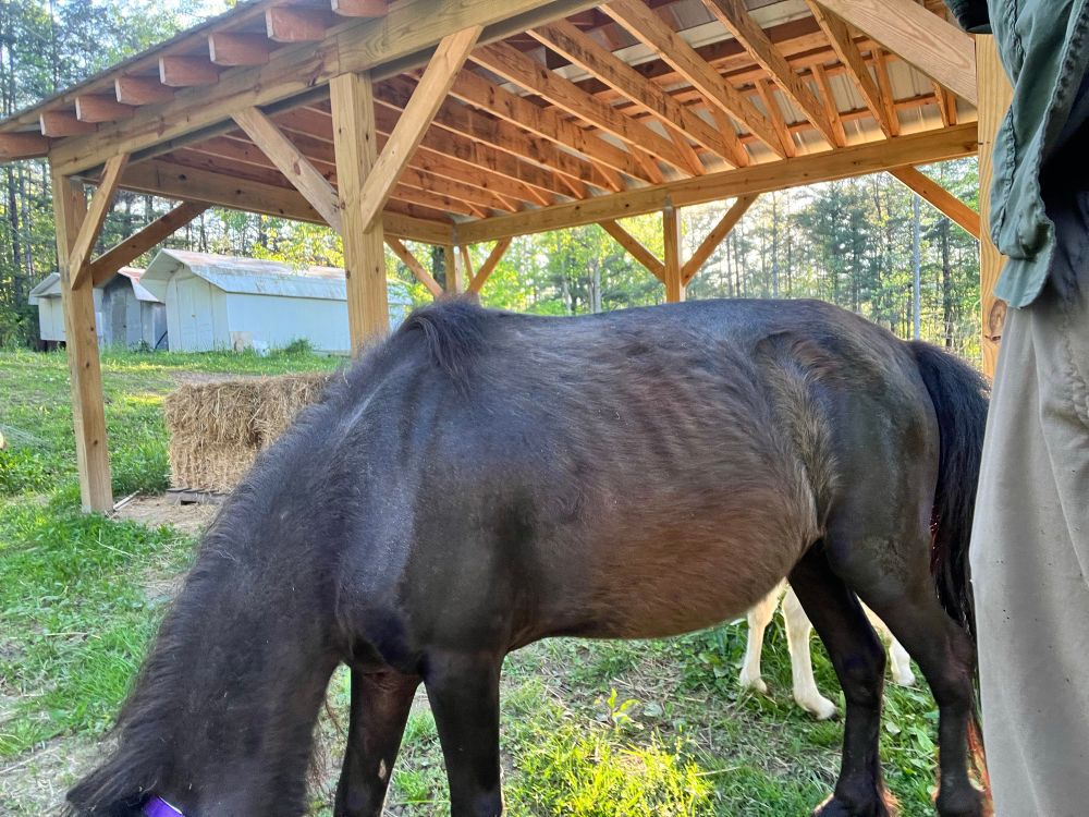 Black pony with white foal in front of a hay shed. 