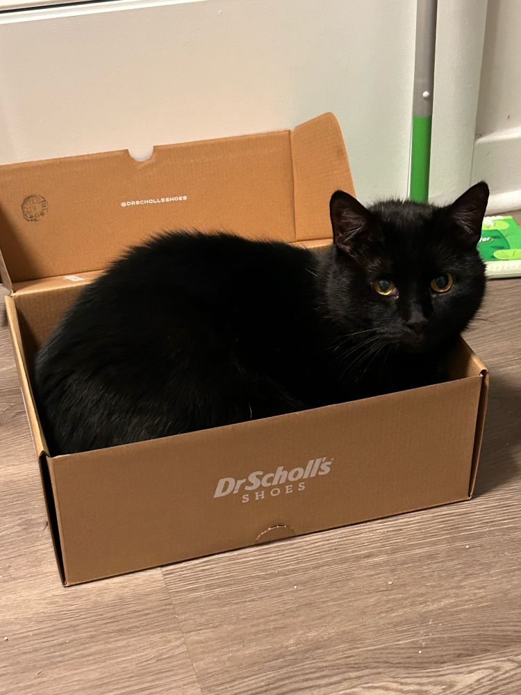 Black cat in a box