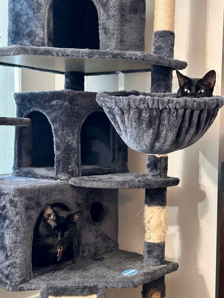 Two black cats in a cat tree
