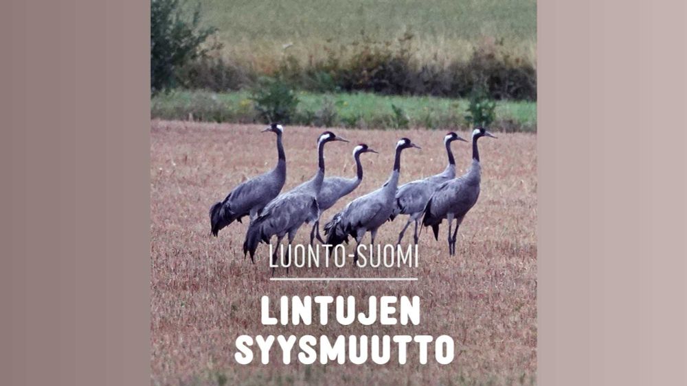 Lintujen syysmuutto | Luonto-Suomi