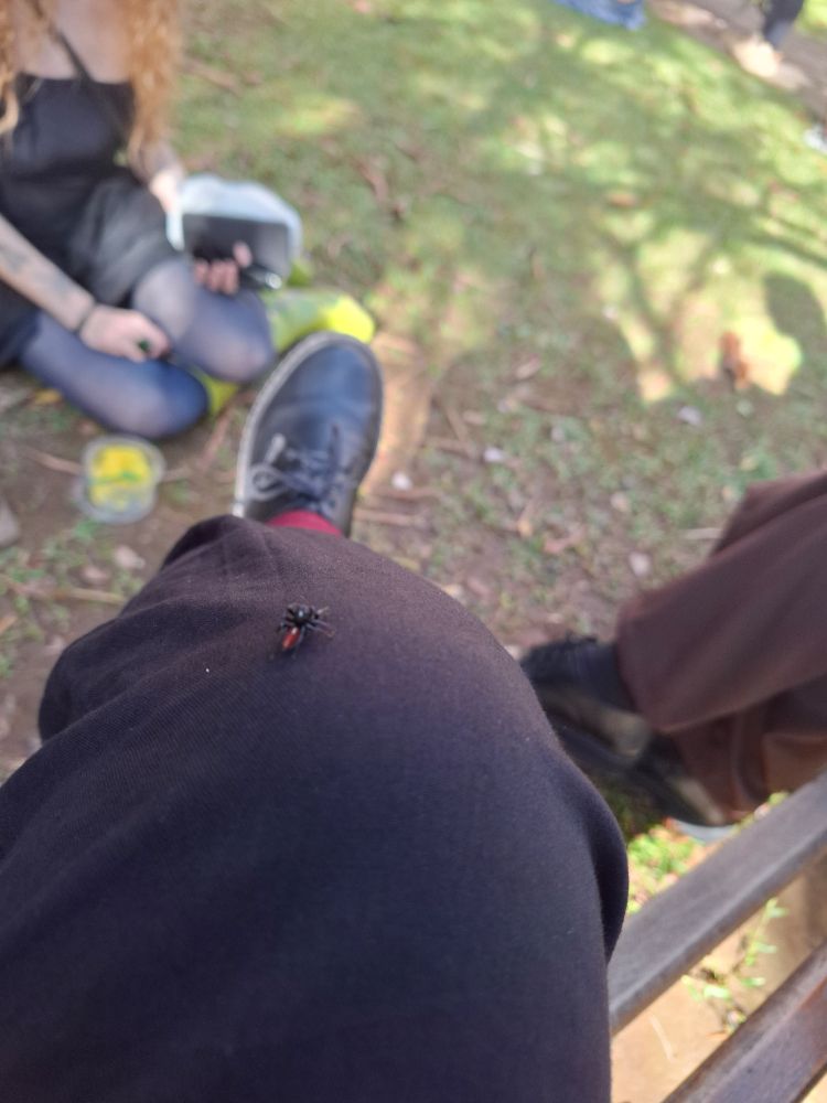 foto da minha perna. estou usando calça preta, sapato preto e meia vermelha e tem uma aranha pequenininha preta e vermelha no meu joelho