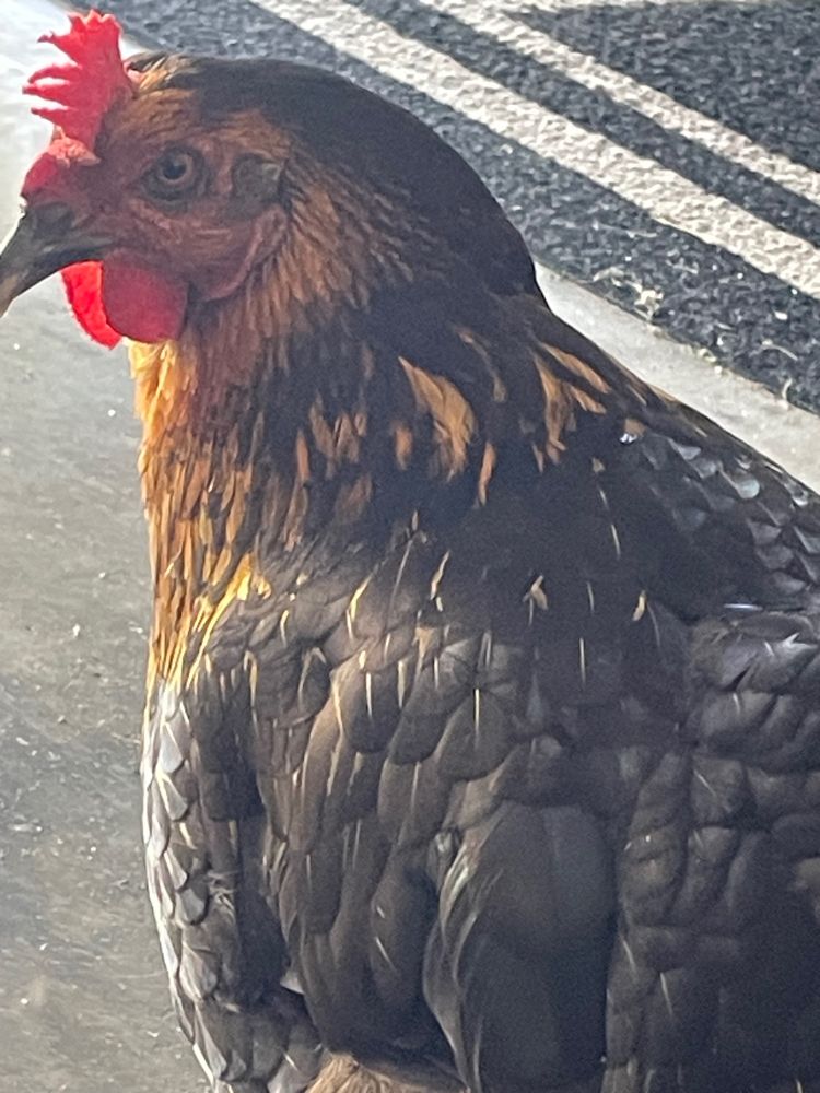 Very up close photo of a brown and black chicken with red facial features that I don’t know the names of