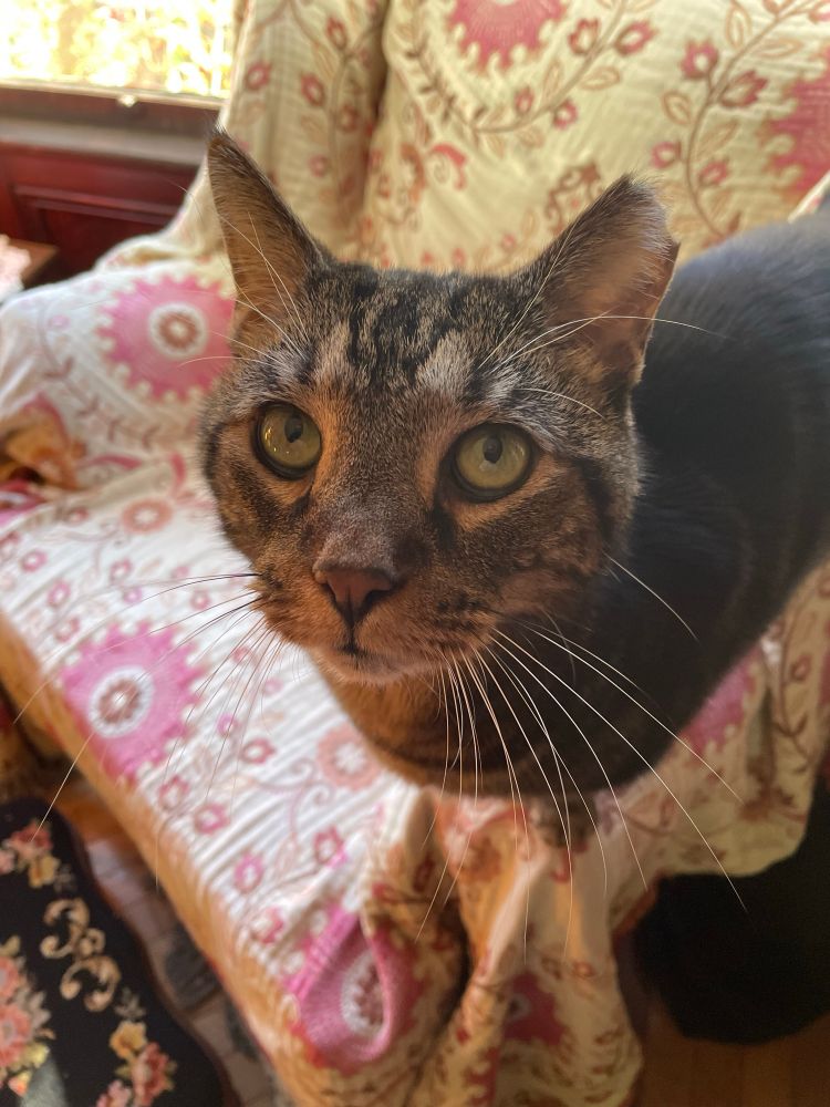 Black n’ tan tabby on a floral covered chair 
