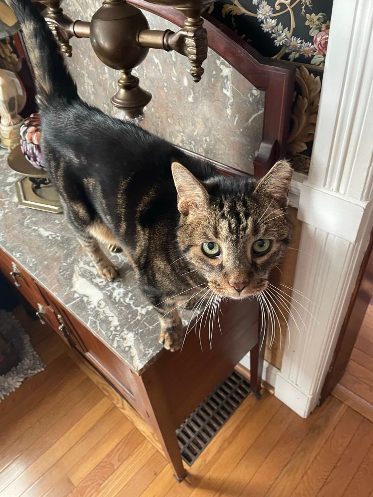 Black n’ tan tabby on the edge of a server 