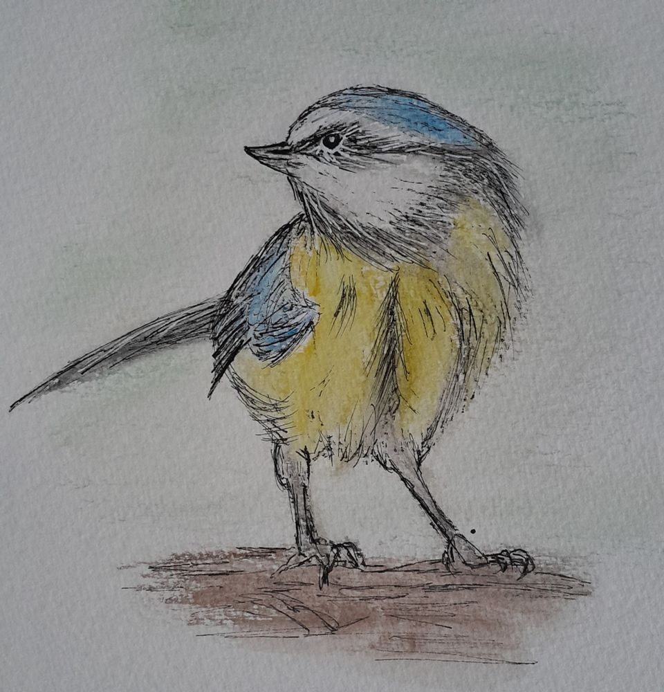 Bluetit