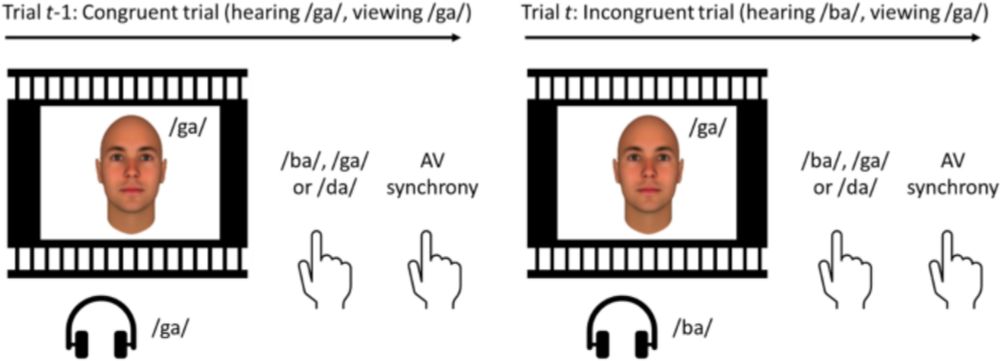 Perception of temporal synchrony not a prerequisite for multisensory integration - Scientific Reports