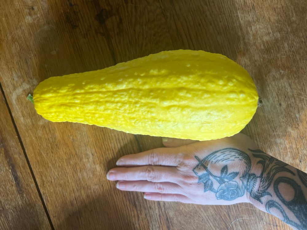First huge yellow squash I just picked from my garden, beside my hand for scale, like twice as large as my hand.