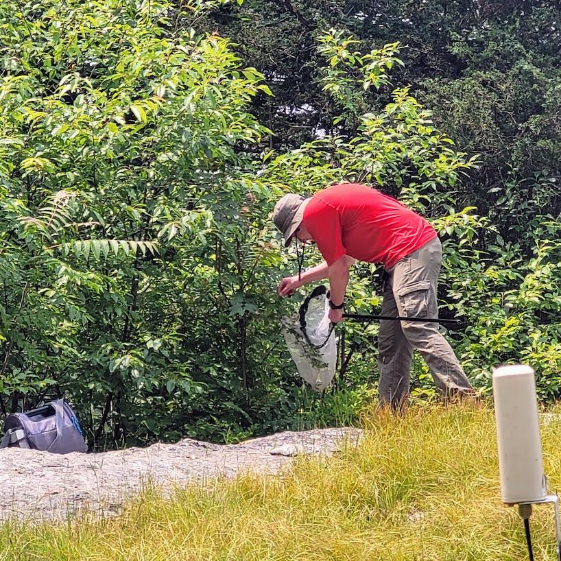 Donahue hunting for bees in the field