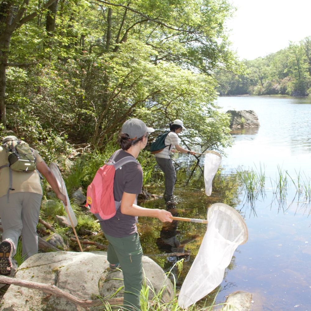 AMNH crew searching for dragonflies at Jim’s Pond.