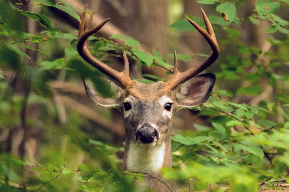 Photo by Daniel P Olsen