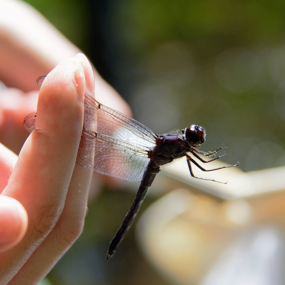 Dragonfly at Jim’s Pond