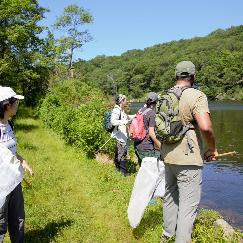 AMNH crew searching for dragonflies at Jim’s Pond.
