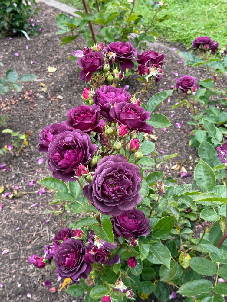 A rose bush with several deep purple blooms.