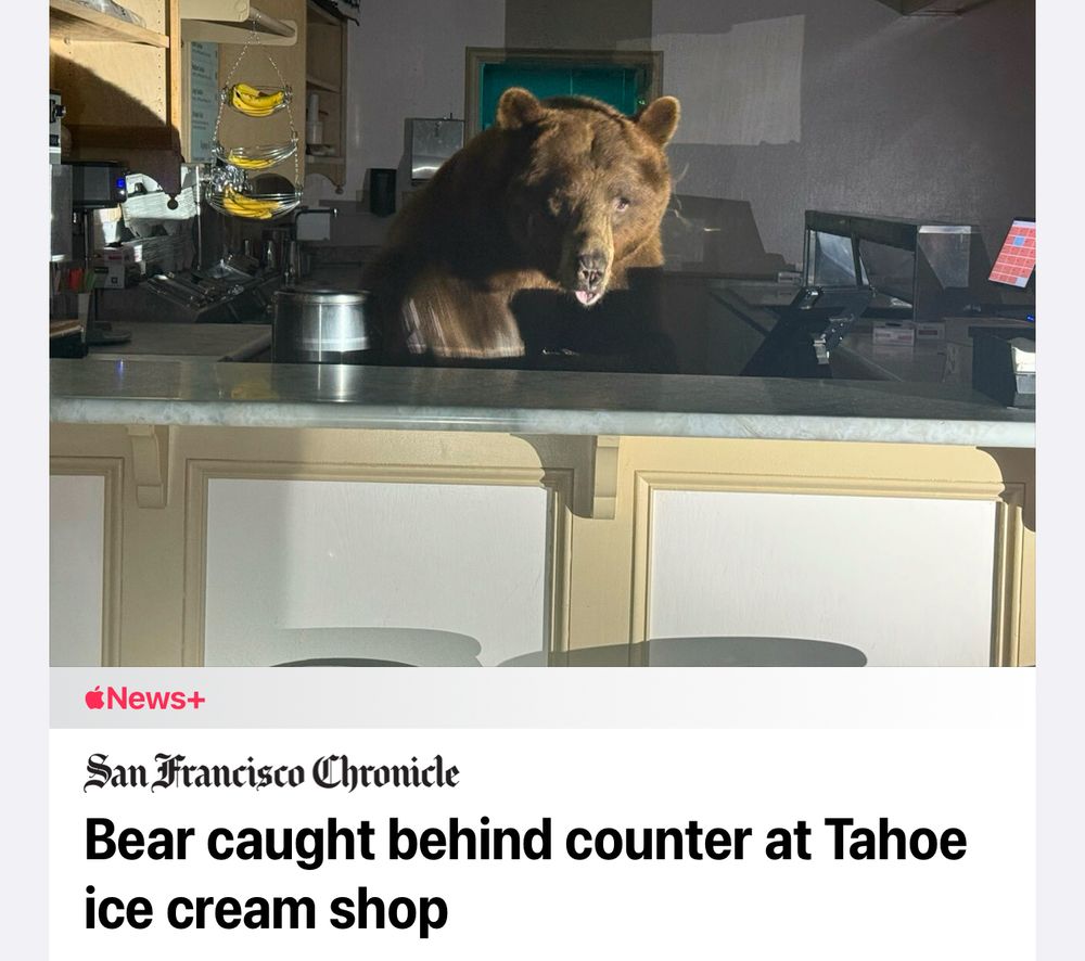 A screenshot of a news headline from the San Francisco Chronicle reading “Bear caught behind counter at Tahoe ice cream shop”. The accompanying photo shows a brown bear behind a shop counter looking over it at the photographer, as if ready to take his order. The bear is doing a blep, which makes him look a little doofy, like he might not know how to scoop ice cream.