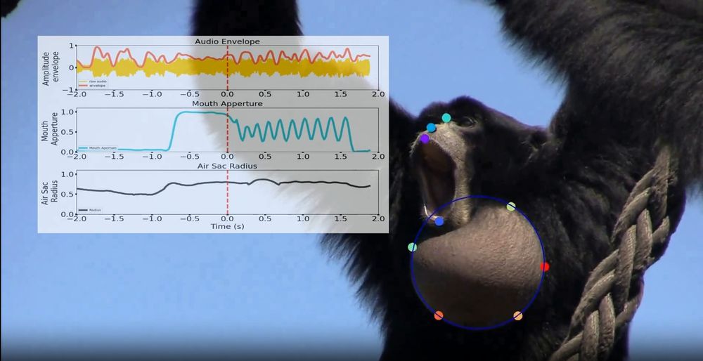 A siamang ape sings with mouth open wide and a large visible air sac showing. The image shows the tracking of the computer vision tool of this air sac and mouth opening together with a graph showing the sound and movements.