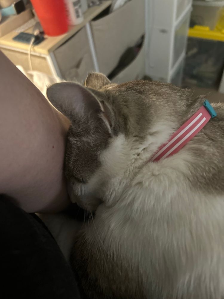 My tabby and white cat semi-sleeping with his forehead pushed into my arm