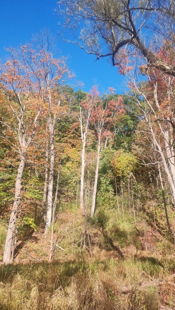 Photograph of the sun hitting towering trees in a forest. The trunks and branches are a light colour with orange, yellow and red leaves half covering the branches. The ground is covered in green/tan vegetation, trees behind are still covered light green and dark green leaves. The sky above is clear blue. 