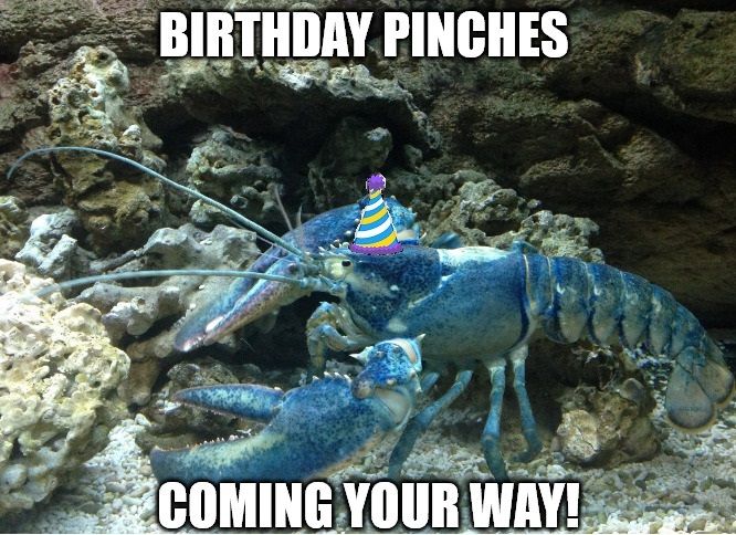 Blue American Lobster in an aquarium with the words 