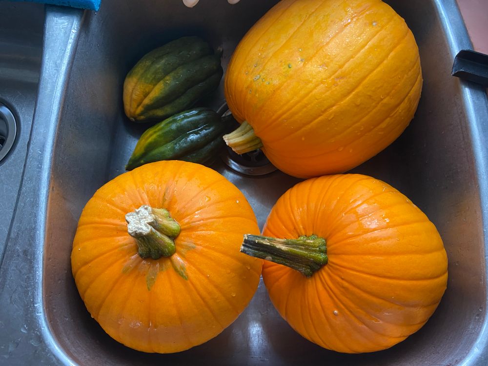 Three pumpkins and two acorn squash in a sink, slightly wet from rinsing the dirt off. 
