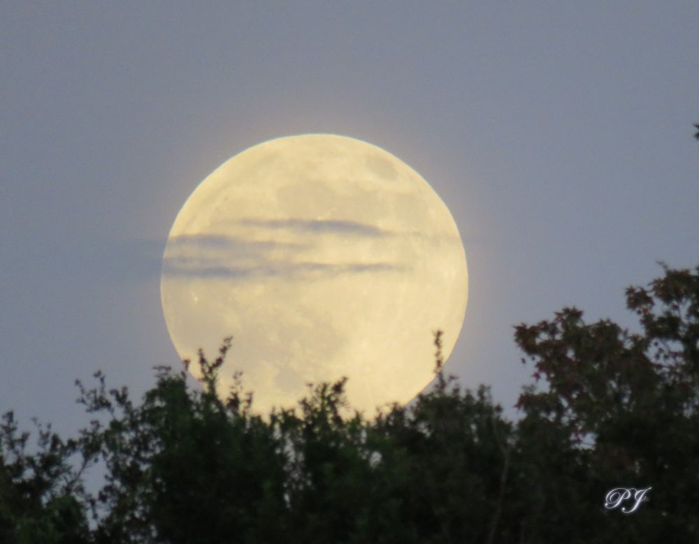 Very Full Harvest Moon, with a few clouds passing by, right above tree line.