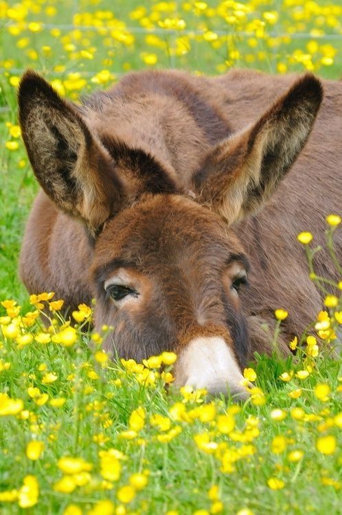 Photo of a brown donkey laying in a field of yellow flowers, just relaxing