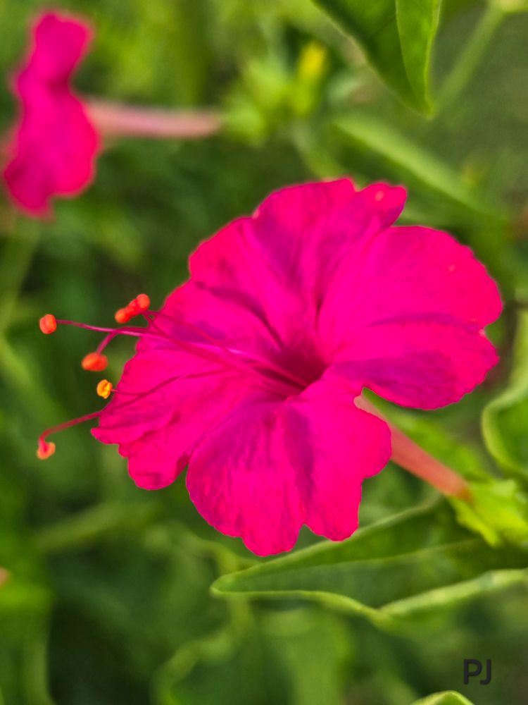 A Deep Vibrant Pink 4 o'clock Bloom, stamens have a reddish/orange tones.
