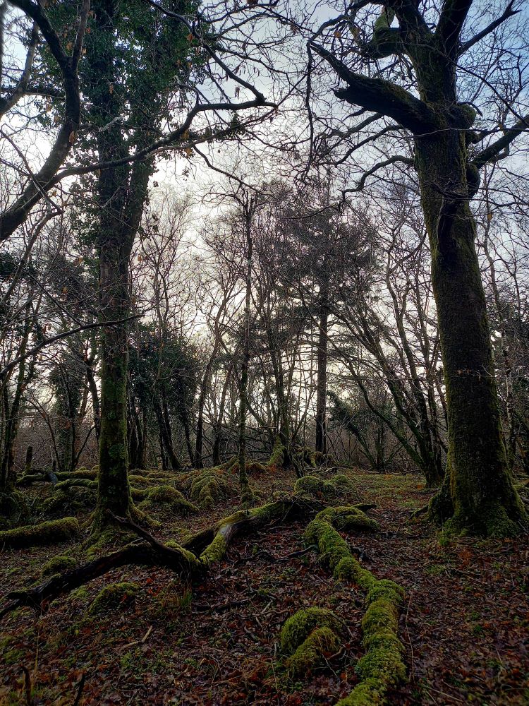 The image is taken from within a deciduous woodland. It shows two tall trees in the foreground on a low hill, with more trees in the background. A bluish sky with cloud can be see through the bare branches of the trees. The woodland floor is covered in fallen leaves and also contains substantial areas of moss growing on rocks and fallen branches.