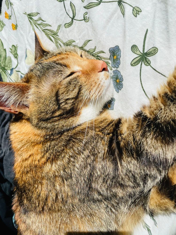 Rizzo the cat sleeping peacefully 