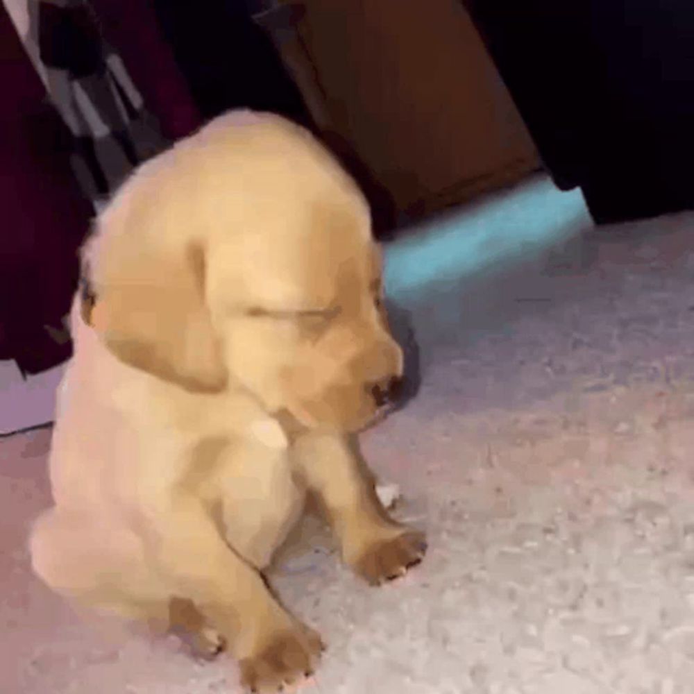 a puppy is sitting on a white carpet with its eyes closed