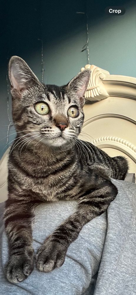 Bright eyed, calm and confident cat sitting on a hooman and gazing out a window. 