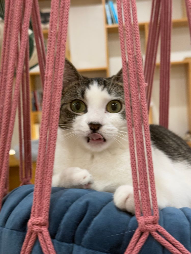 Cat in a hanging bed giving its snout a derpy lick in The Meow Parlor cat cafe in nyc. 