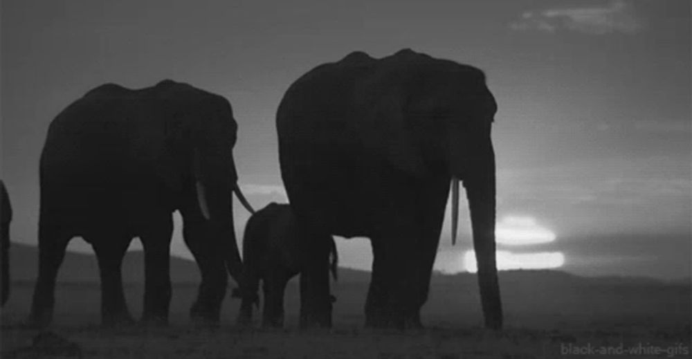 a black and white photo of three elephants with the words black-and-white-gifs below them