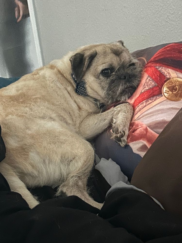 Dog cuddling with a pillow. Nic cage as a saint is printed on the pillow.