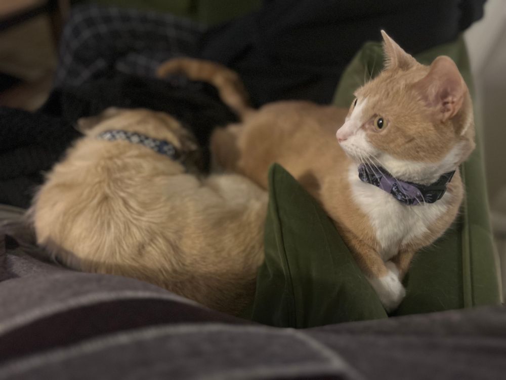 Dog curled up in a donut shape and a cat laying next to him juuuuust close enough to touch