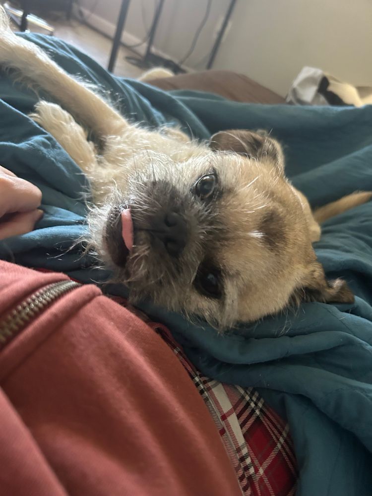 Pug mix laying on his side head towards the camera, tongue out