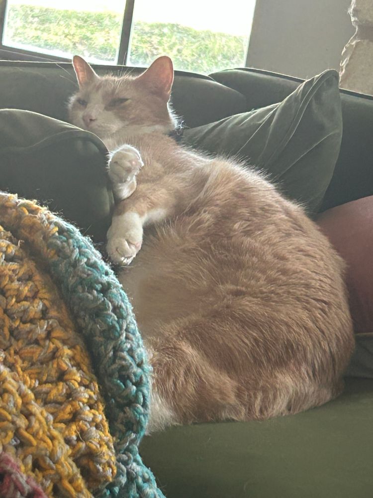 Big, sleepy orange cat with white paws sitting back on a cushion. 