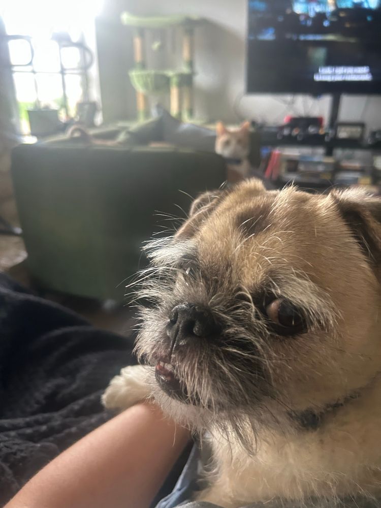 Dog side eyeing the camera in bottom right corner. Bg is out of focus showing cat on sofa and tv