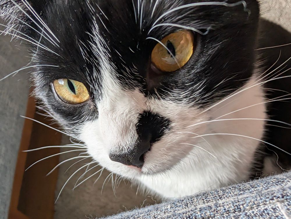 A close up of a black and white cat with green eyes. Her nose has a bow-like pattern on it. She has very long, thick, white whiskers and looks like a little grump.