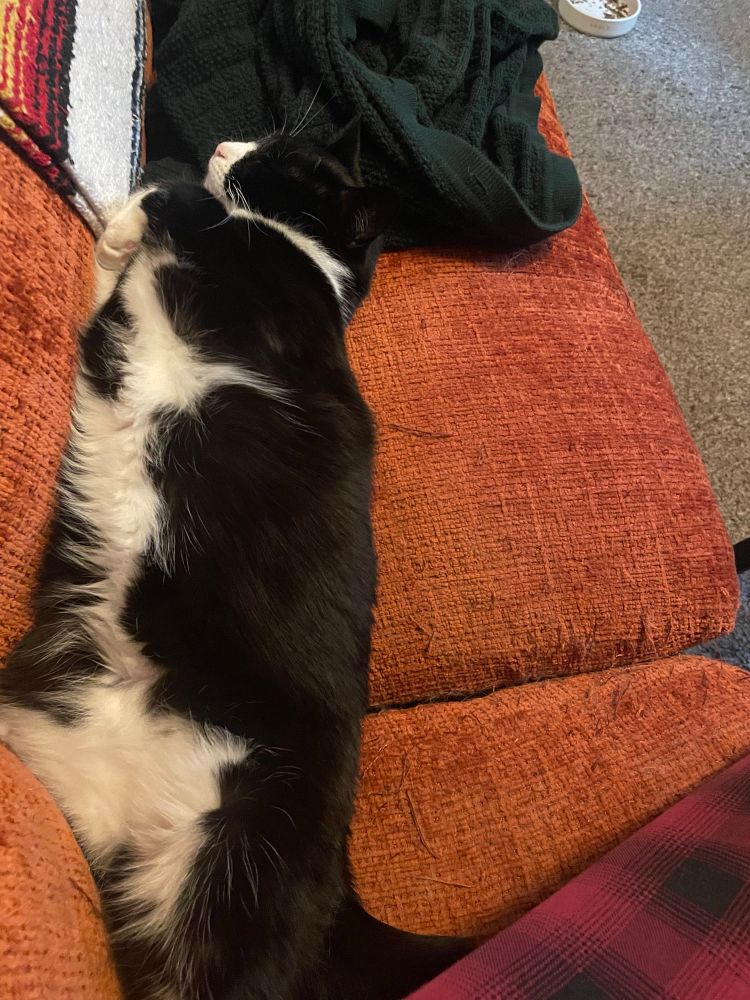 Tuxedo cat stretched out on an orange couch 